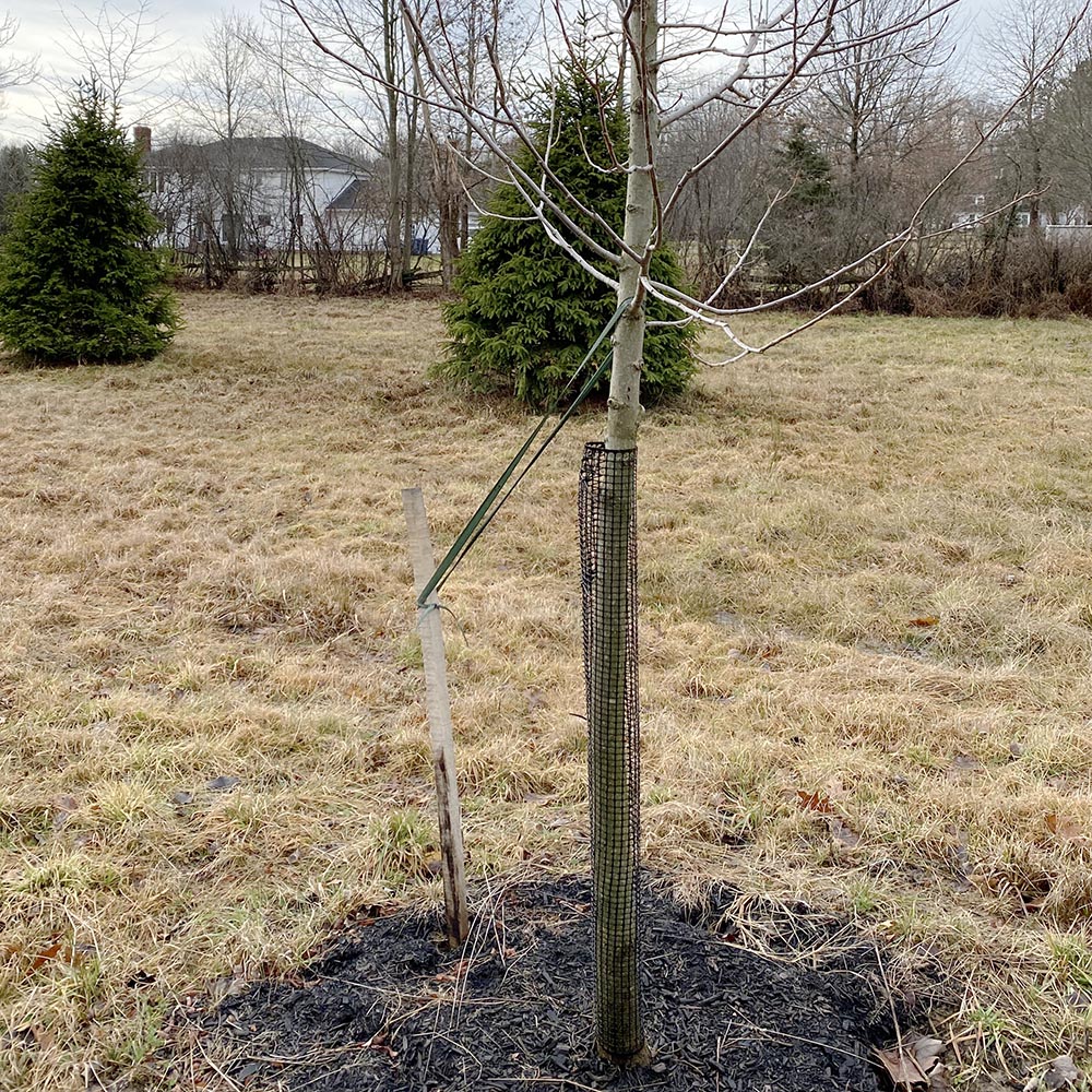 Jiggly Greenhouse® Tree Tie Webbing With Tree Guards Jiggly Greenhouse® Tree Tie Webbing With Tree Guards